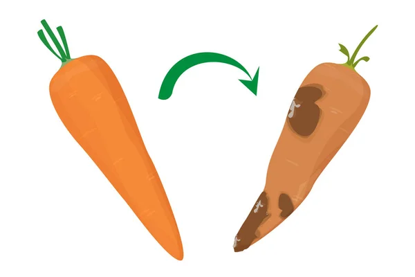 Cenoura fresca e deliciosa tornar-se vetor podre isolado — Vetor de Stock