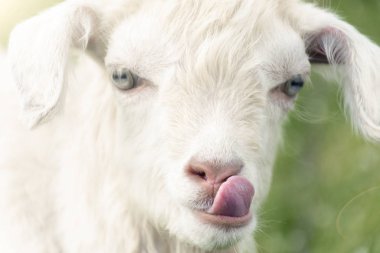The little white goat licks. Close up clipart