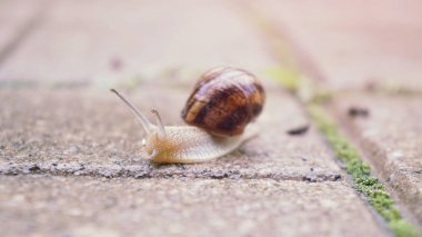 Snail on the walkway after the rain