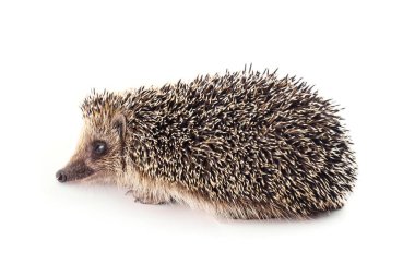 Wild hedgehog isolated on white background