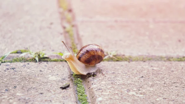 Macro Little Cute Snail Stretched Its Antennae — Stok fotoğraf