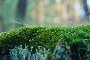 Green moss in the coniferous forest. Macro.