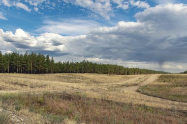 Gloomy sky over the pine forest. Sandy clearing in the forest.
