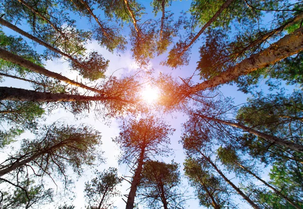 Bottom View Tall Old Trees Evergreen Pine Forest Blue Sky Royalty Free Stock Images