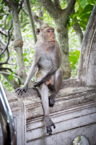 Niedliche Affen Ein süßer Affe lebt in einem natürlichen Wald in Thailand — Stockfoto