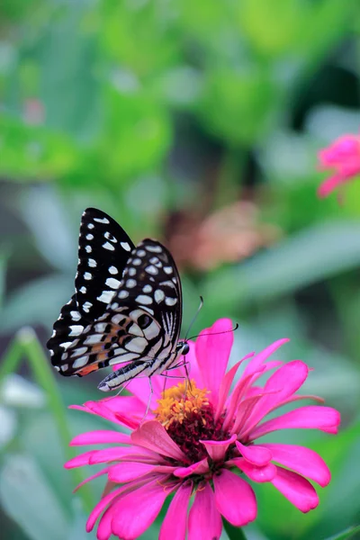 Motýli a květiny — Stock fotografie