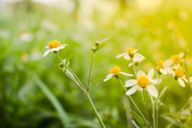 Beyaz papatya veya Leucanthemum vulgare veya oxeye daisy ve su dro