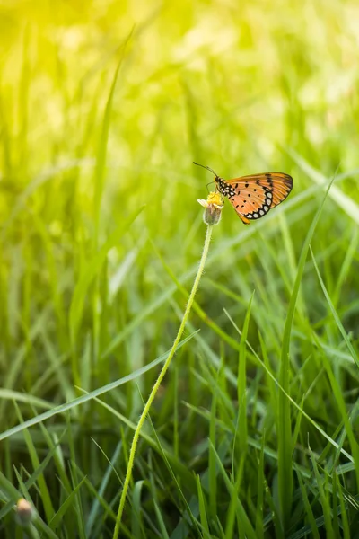 Oranje vlinder zitplaatsen op bloem in veld op de avond zon. — Stockfoto