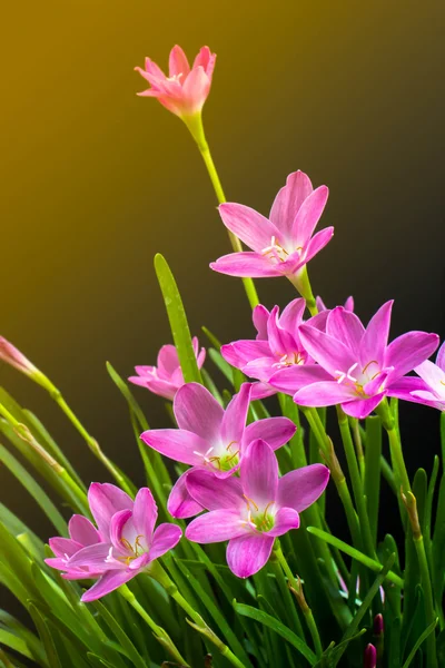 La flor Hermosa en el florero negro sobre el fondo negro, el proceso — Foto de Stock