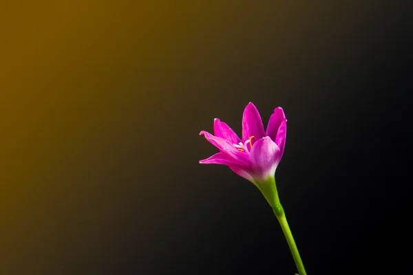 A bela flor em vaso preto no fundo preto, processo — Fotografia de Stock