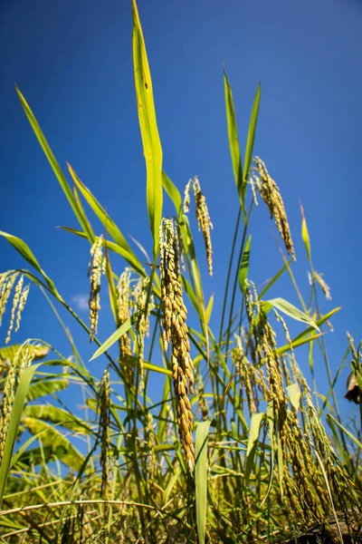 Campos de arroz en la naturaleza — Foto de Stock