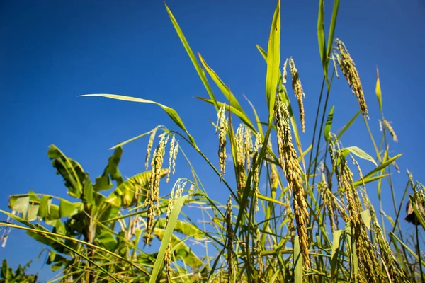 Campos de arroz en la naturaleza — Foto de Stock
