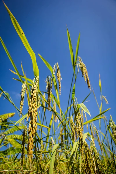 Les rizières dans la nature — Photo