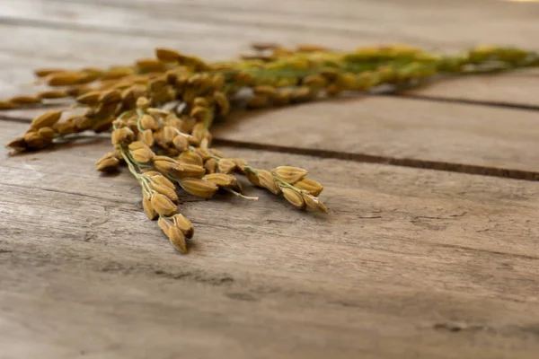 Paddy rice on wooden table. ear rice, close up. Stock Picture