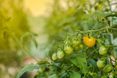 Taze domates ile saç ekimi. Domates büyüyen. Gro bir taze domates
