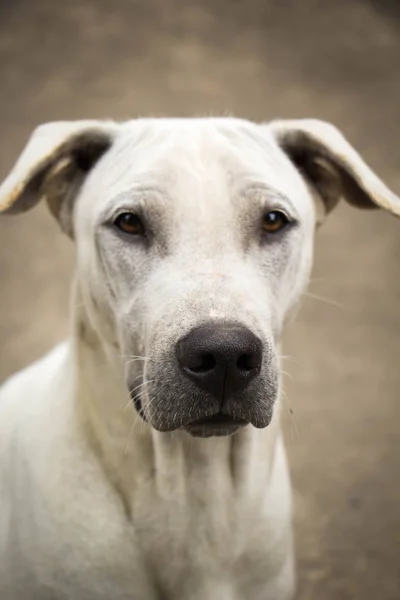 White Dog Thailand close up (Thai dog ) — стоковое фото