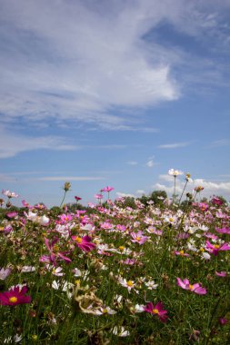 Pembe ve kırmızı kozmos çiçekleri bahçe ve yumuşak odak 