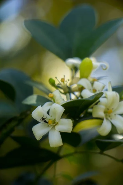Den vita blommor — Stockfoto