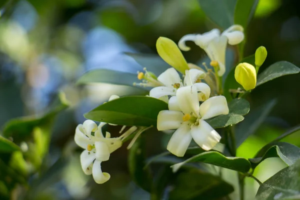 The White flowers — Stock Photo, Image