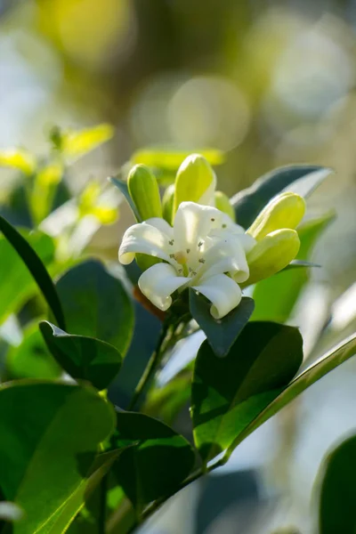 Den vita blommor — Stockfoto