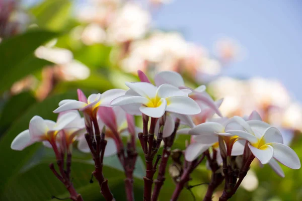Plumeria blomma rosa och vita frangipani tropisk blomma, putsar — Stockfoto