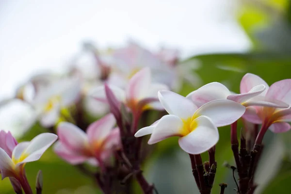 Plumeria flor rosa e branco frangipani flor tropical, pluma — Fotografia de Stock