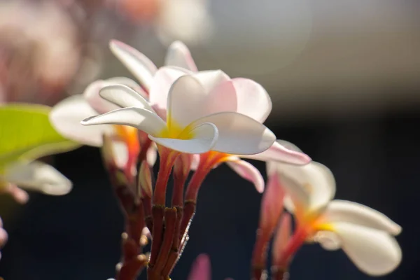 プルメリアの花のピンクと白のプルメリア熱帯花、噴煙 — ストック写真