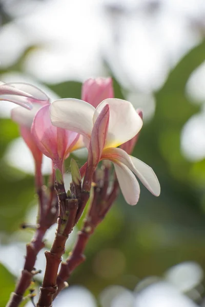 Plumeria flor rosa e branco frangipani flor tropical, pluma — Fotografia de Stock