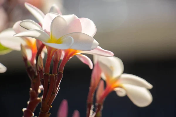 Flor de Plumeria flor tropical de frangipani rosa y blanco, penacho — Foto de Stock