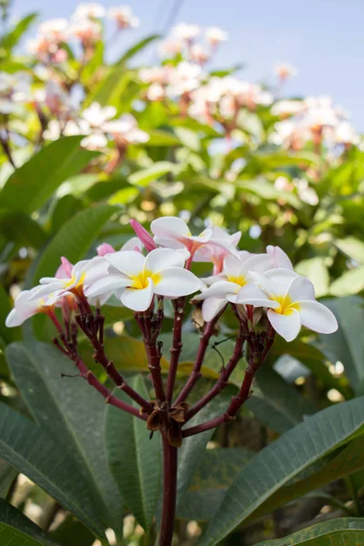 Flor de Plumeria flor tropical de frangipani rosa y blanco, penacho — Foto de Stock