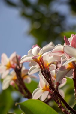 Plumeria pembe ve beyaz frangipani tropikal çiçek çiçek, tüy