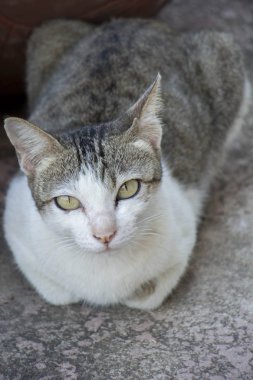 Tay büyük kedi