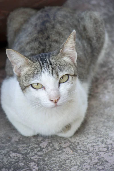 Tailandés grande gato — Foto de Stock