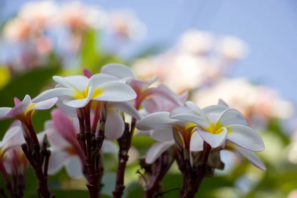 Plumeria flor rosa e branco frangipani flor tropical, pluma — Fotografia de Stock