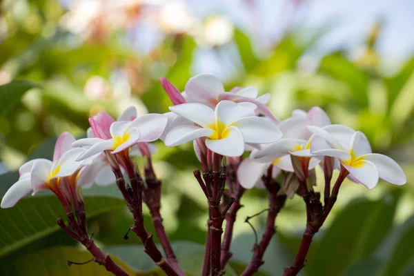 Plumeria flor rosa e branco frangipani flor tropical, pluma — Fotografia de Stock