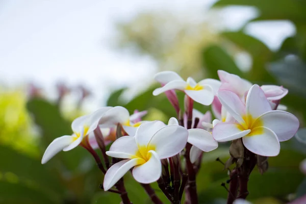 Plumeria kwiat różowy i biały frangipani tropikalny kwiat, pióropusz — Zdjęcie stockowe
