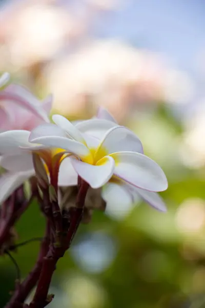 Plumeria flor rosa e branco frangipani flor tropical, pluma — Fotografia de Stock