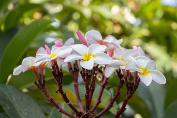 Plumeria flor rosa e branco frangipani flor tropical, pluma — Fotografia de Stock