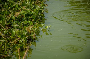 Su-sümbül görüntüsünü