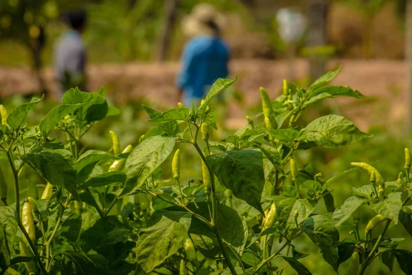 Piantagioni di peperoni in campo . — Foto Stock