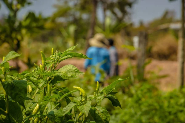 Plantations of peppers in the field. — Stock Photo, Image