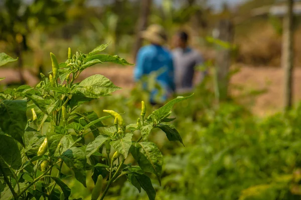 Plantaciones de pimientos en el campo . — Foto de Stock