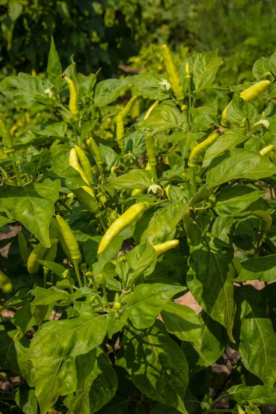 Beplantninger med paprika i felt . – stockfoto