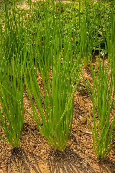 Primer plano de la plantación de cebolla — Foto de Stock