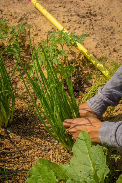 Primer plano manual de la plantación de cebolla — Foto de Stock