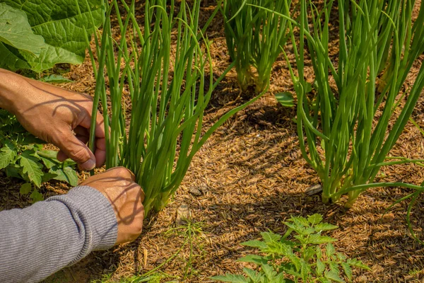 Main gros plan de la plantation d'oignons — Photo