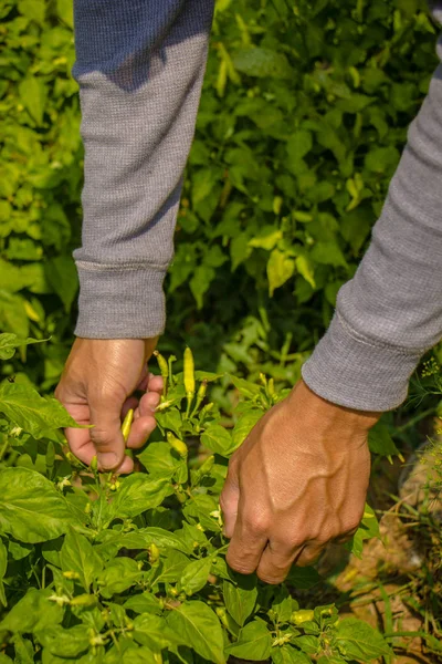 Fermer la main du fermier en gardant la plante fraîche de piment dans le — Photo