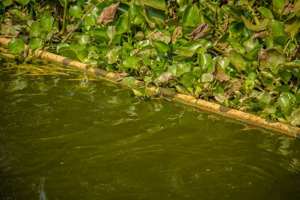 An Image of Water-Hyacinth — Stock Photo, Image