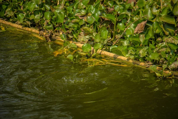 An Image of Water-Hyacinth — Stock Photo, Image