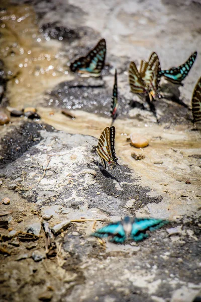 Enxame de borboletas come os minerais no solo — Fotografia de Stock